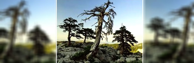 U Grčkoj živi 'Pinus heldreichii'