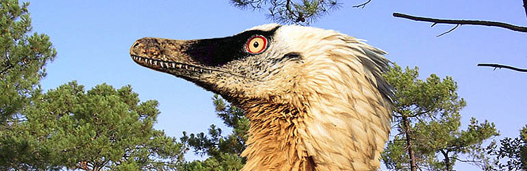 Kako su dinosauri „brzo” postali ptice