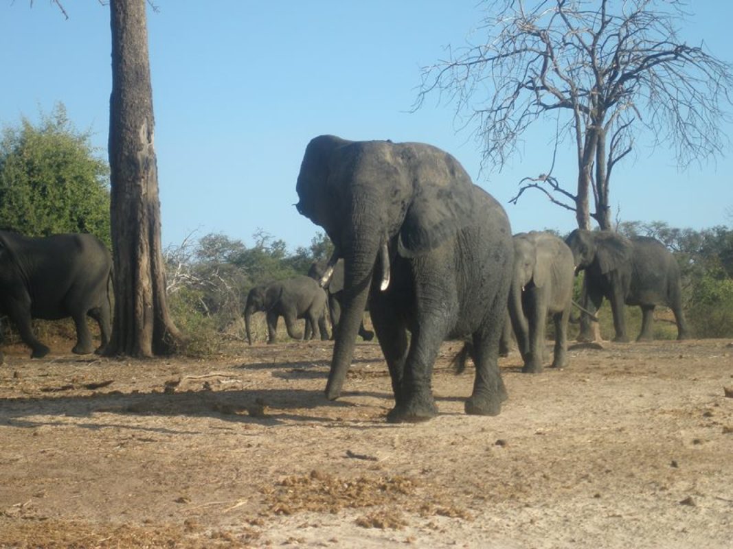 Nacionalni park Chobe prostire se na površini od 11.000 km², a u njemu živi (prema procjeni) oko 70.000 slonova. To je gotovo polovica svih slonova koji žive u Bocvani. 