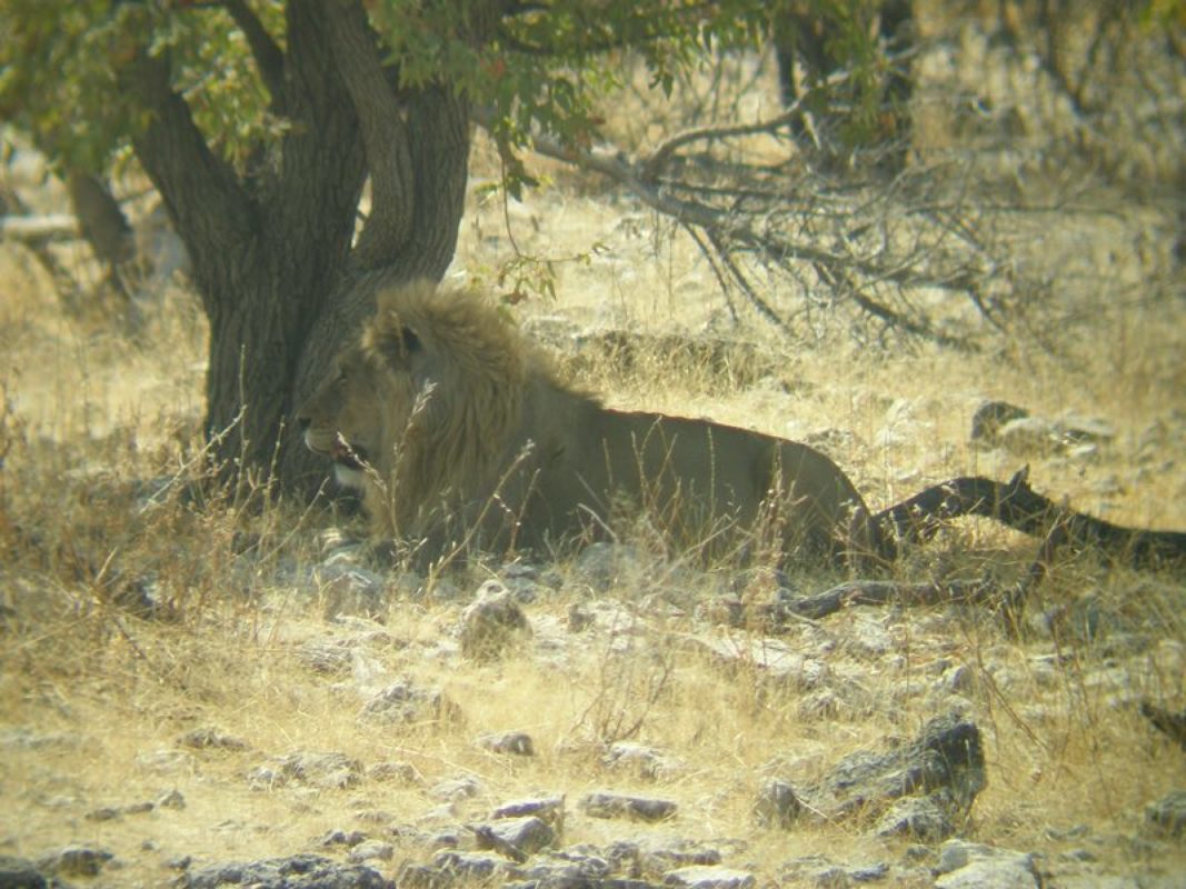 Lav u Nacionalnom parku Etosha