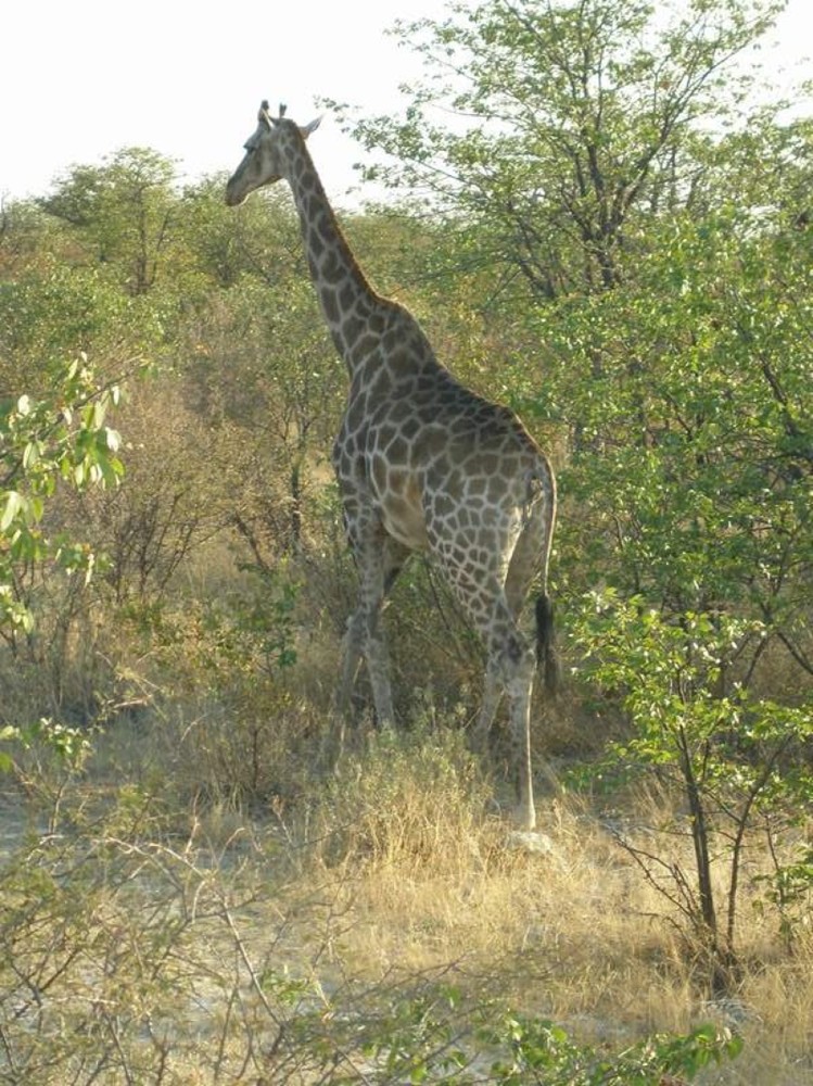 Žirafa u Nacionalnom parku  Etosha